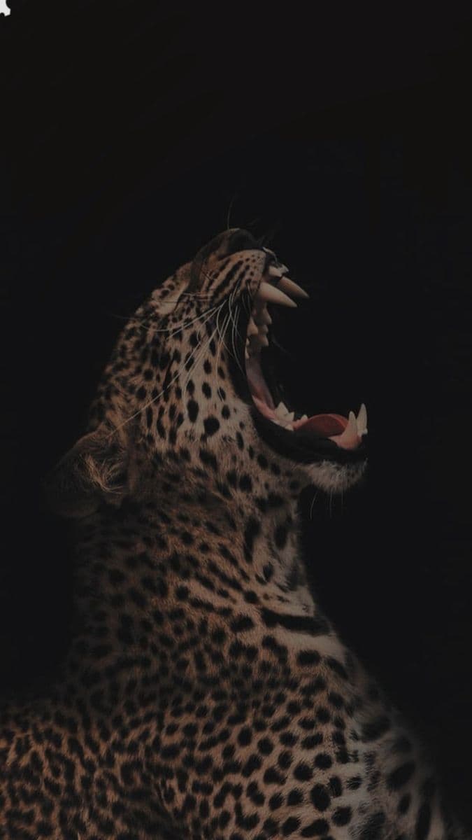 They didn't burn the wild out of us — they taught us to hide her
