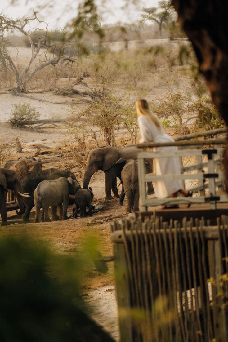 Elephant