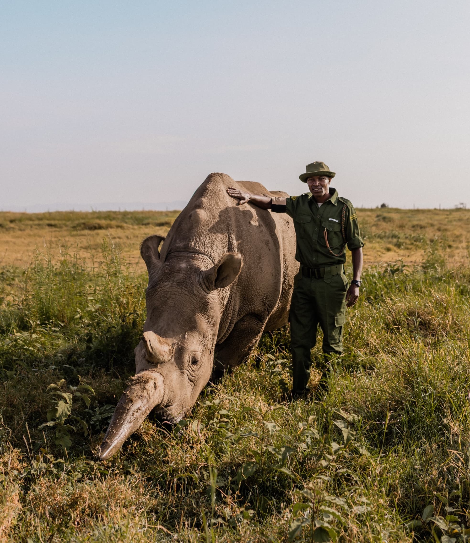 Rhino conservation