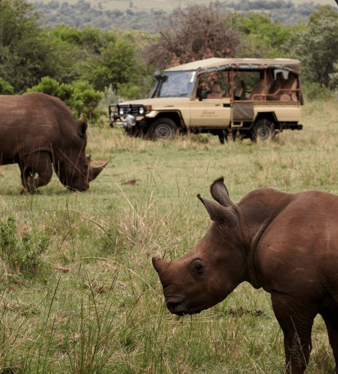 Rhino